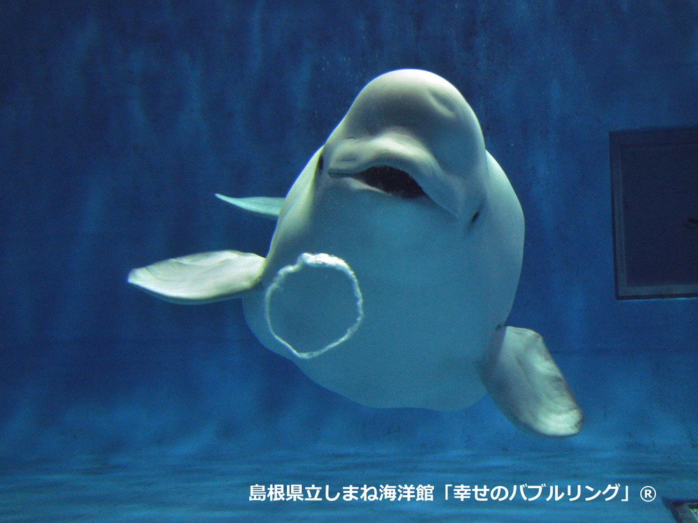 【しまね海洋館アクアス 入館券付き】旬魚・のどぐろ・芙蓉豚・しまね和牛 島根の美味しいものまるごと会席