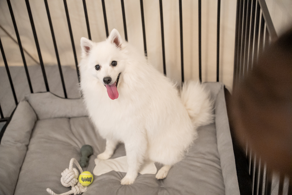 シングルドーム（ペット同伴可）